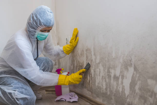 Best Mold Damage Restoration  in Evergreen, MT