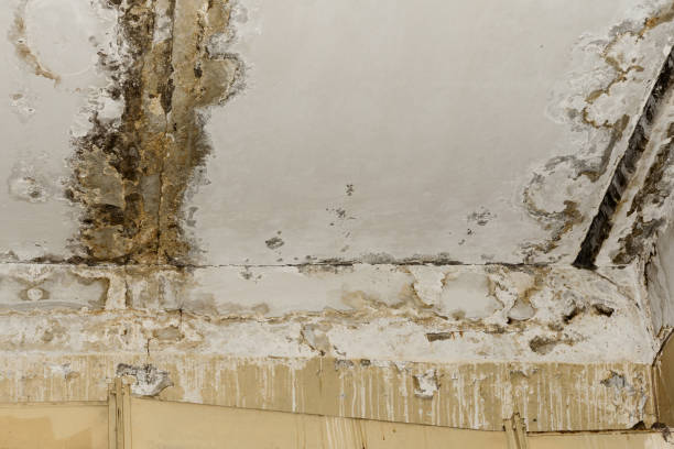 Best Industrial Mold Remediation  in Evergreen, MT