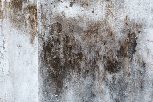Best Comprehensive Air Testing for Mold Contaminants  in Evergreen, MT