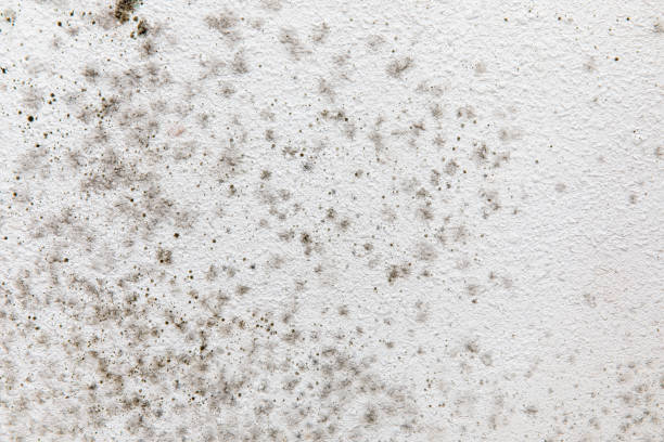 Best Real Estate Mold Inspection  in Evergreen, MT