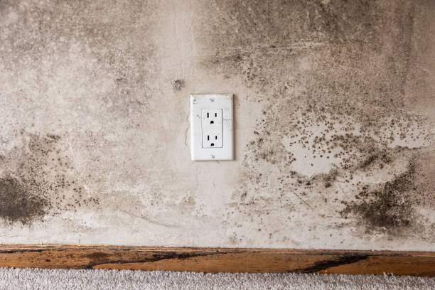  Evergreen, MT Mold Removal Pros